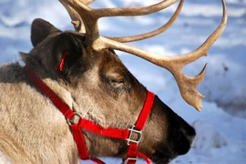 Top sự thật ngỡ ngàng về tuần lộc có thể bạn chưa biết