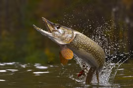 Mệnh danh 'chó điên dưới nước', quái ngư này xâm chiếm sông Hoàng Hà