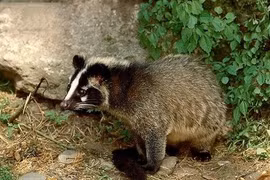 Lạng Sơn phát hiện 315 cá thể cầy vòi mốc không rõ nguồn gốc