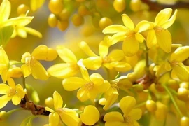 Cây cảnh cát tường, đuổi tà ma, thu hút điềm lành cho gia chủ