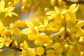 Cây cảnh cát tường, đuổi tà ma, thu hút điềm lành cho gia chủ