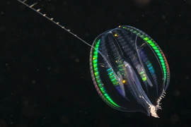 Loài sứa biển biết 'biến hình' khiến giới khoa học kinh ngạc