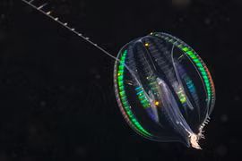 Loài sứa biển biết 'biến hình' khiến giới khoa học kinh ngạc