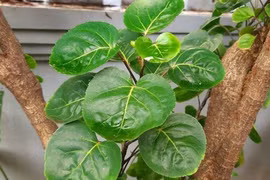 Cây cảnh trữ tiền, ăn ngon, chữa bệnh, thu hút may mắn, tài lộc