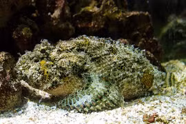 Loài cá xấu 'ma chê quỷ hờn' có ở Việt Nam, giá cực 'chát'