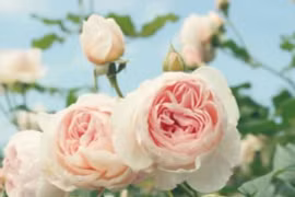 Người sinh vào 3 tháng này được Thần Tài ưu ái, sống an nhàn