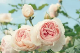 Người sinh vào 3 tháng này được Thần Tài ưu ái, sống an nhàn