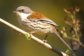  Loài chim quý hiếm của Việt Nam cả thế giới nỗ lực bảo vệ