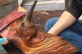 Đi thăm mộ thấy khúc gỗ lạ, chuyên gia phán "Giàu to rồi!" 