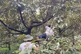 Trồng sầu riêng cứ 1 công đất, nông dân Hậu Giang lời 80 triệu/năm