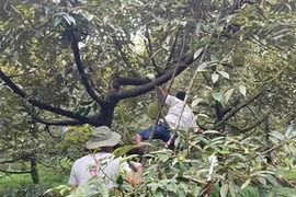 Trồng sầu riêng cứ 1 công đất, nông dân Hậu Giang lời 80 triệu/năm