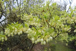 Loài cây trừ tà, dáng thanh tao, mang thịnh vượng cho gia chủ