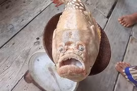 Đi đánh cá, choáng váng thấy 'quái ngư' giãy giụa liên hồi trong lưới 