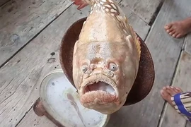 Đi đánh cá, choáng váng thấy 'quái ngư' giãy giụa liên hồi trong lưới 