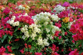 Làng hoa giấy nổi tiếng ở Bến Tre vào vụ Tết, rực rỡ sắc màu