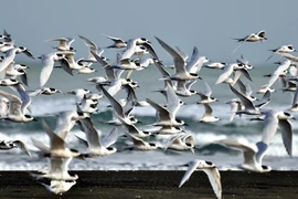 Những cuộc di cư lớn nhất trong thế giới động vật