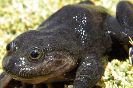 Loài ếch tuyệt tích gần trăm năm tái xuất, chuyên gia sửng sốt