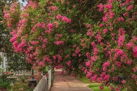 6 cây 'Thần Tài' trồng trong nhà, gia chủ ăn nên làm ra