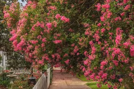 6 cây 'Thần Tài' trồng trong nhà, gia chủ ăn nên làm ra