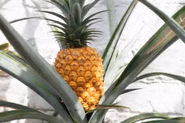 Chiêm ngưỡng quả dứa đắt nhất thế giới