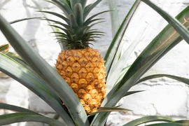 Chiêm ngưỡng quả dứa đắt nhất thế giới