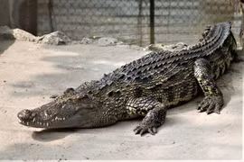 5 ổ cá sấu Xiêm được tìm thấy ở Campuchia quý hiếm cỡ nào?