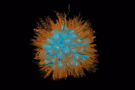 Sinh vật mới 'có mối quan hệ bất thường' với các loài xung quanh