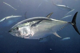 Ra khơi cùng bố, bé gái bất ngờ câu được 'quái ngư' tiền tỷ