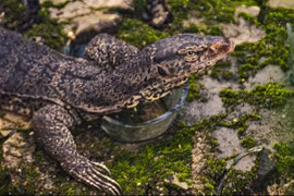 Kỳ đà hoa được phát hiện ở Lào Cai là loài cực quý hiếm