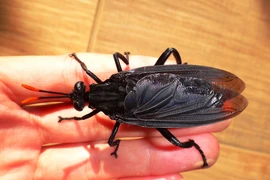 Top 3 loài ruồi lớn nhất hành tinh, số 3 cực đáng sợ