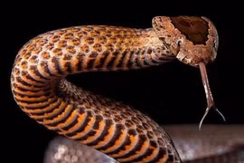 Nếu toàn bộ rắn trên Trái đất bị tuyệt diệt, chuyện gì sẽ xảy ra? 