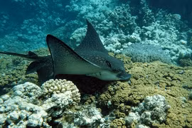 Tóm được 'quái ngư' khủng nặng 94kg, cần thủ vội làm ngay điều này