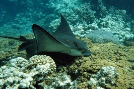 Tóm được 'quái ngư' khủng nặng 94kg, cần thủ vội làm ngay điều này