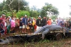 Con cá sấu lớn nhất hành tinh khiến nhiều người khiếp đảm