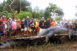 Con cá sấu lớn nhất hành tinh khiến nhiều người khiếp đảm