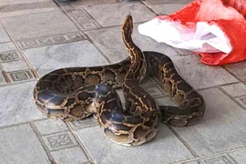 Trăn hoa 'lạc' vào vườn nhà dân ở Hà Tĩnh, loài cực quý hiếm 