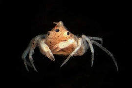 Kinh ngạc những động vật đột biến hiếm gặp trong tự nhiên