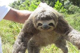 Vì sao con lười lại lười? Lý do thú vị hơn chúng ta nghĩ