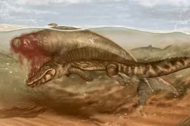 Vẻ ngoài kỳ lạ của 'nàng tiên cá' 20 triệu tuổi