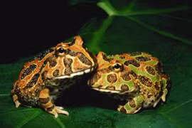 Sốc nặng loài ếch Nam Mỹ có thể 'nuốt chửng cả thế giới'