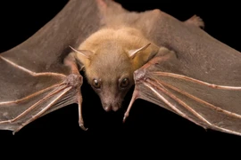 Top 8 loài động vật có "giác quan thứ 6": Kinh ngạc nhất số 1