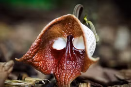 Những loài hoa kỳ lạ nhất hành tinh, số 1 gây ám ảnh