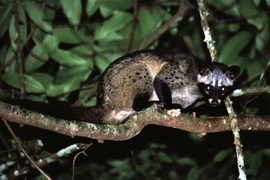 Cầy vòi hương được thả về tự nhiên ở Hà Tĩnh là loài cực quý