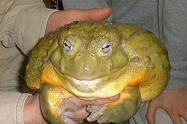 Kinh ngạc loài ếch lớn nhất trên thế giới, bằng cả một đứa trẻ