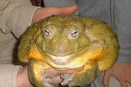 Kinh ngạc loài ếch lớn nhất trên thế giới, bằng cả một đứa trẻ