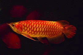 Top loài cá đắt đỏ nhất hành tinh, số 1 trong Sách Đỏ Việt Nam