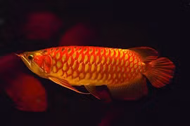 Top loài cá đắt đỏ nhất hành tinh, số 1 trong Sách Đỏ Việt Nam