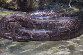  Trăn đất nặng 12kg được bàn giao về VQG Vũ Quang: Loài cực hiếm