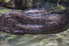  Trăn đất nặng 12kg được bàn giao về VQG Vũ Quang: Loài cực hiếm