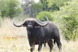 Tận mục con trâu đắt nhất thế giới giá 272 tỷ đồng